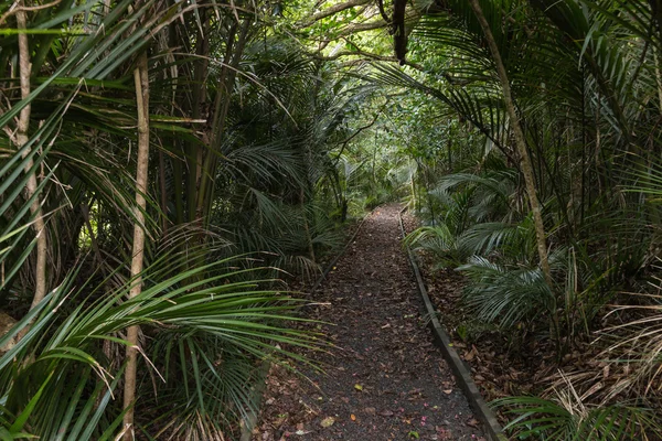 Ścieżka spacerowa znikają w rainforest — Zdjęcie stockowe
