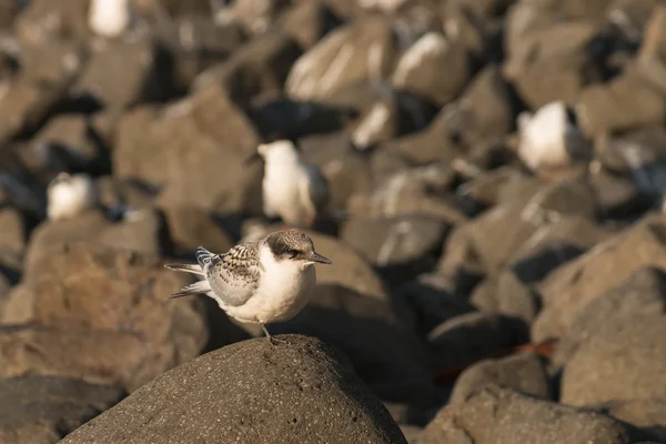 Terns descansando sobre rocas volcánicas — Foto de Stock