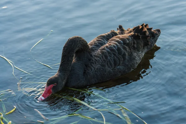 Cigno nero in cerca di cibo sul lago — Foto Stock