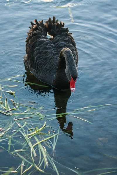 Gros plan du cygne à la recherche de nourriture — Photo