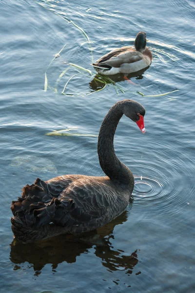 Cisne negro y ánade real — Foto de Stock