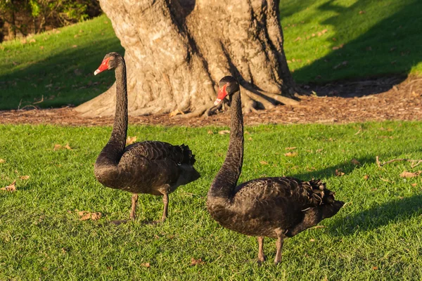 Par de cisnes negros em pé no gramado no parque — Fotografia de Stock