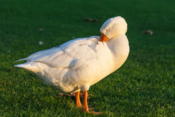 Grooming goose — Stock Photo, Image