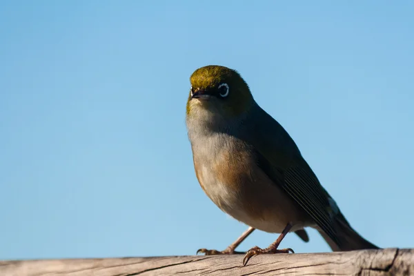 Detalj av Silvereye fågel — Stockfoto