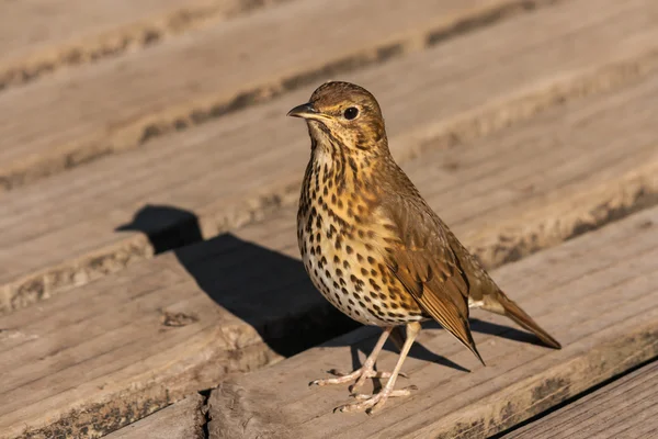 Zanglijster staande op houten planken — Stockfoto