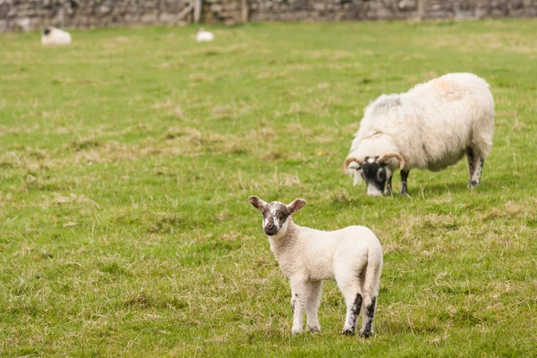 Lamb with grazing ewe — Stock Photo, Image