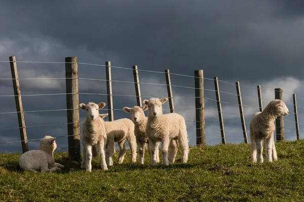 Staring lambs — Stock Photo, Image