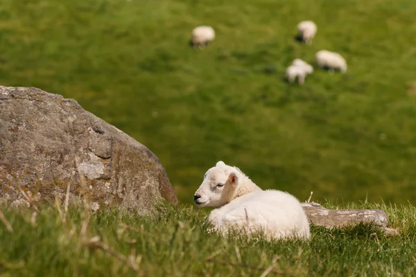 Isolated newborn lamb resting on grass — Stock Photo, Image