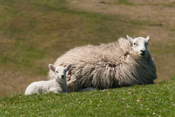 Cordero con oveja descansando sobre hierba — Foto de Stock