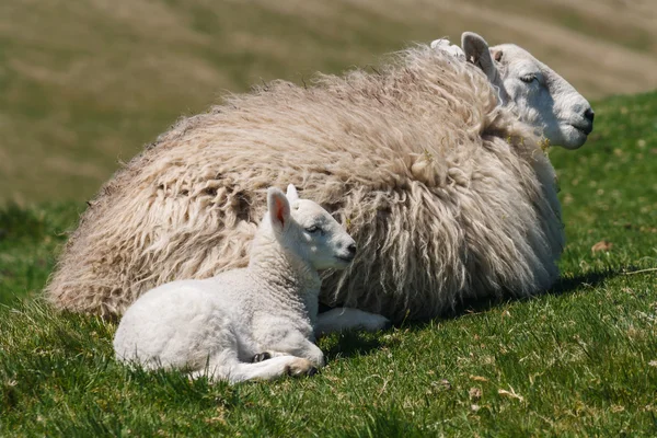 Ewe with newborn lamb — Stock Photo, Image