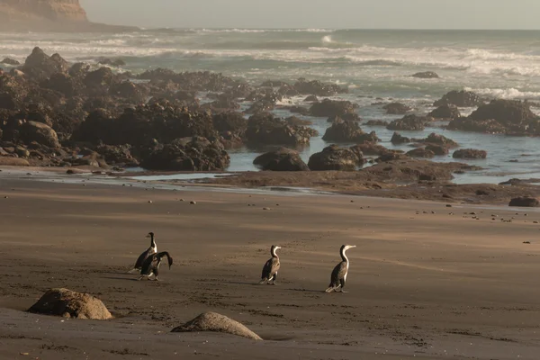 Kormoráni vyhřívající se na pláži na Novém Zélandu — Stock fotografie