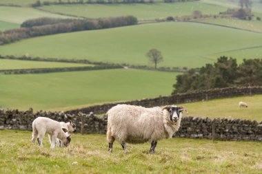 Kuzular otlatma ile ewe