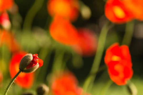 Wilde papavers — Stockfoto