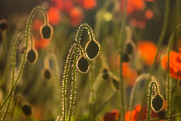 Wildblumenwiese mit beleuchtetem Mohn — Stockfoto