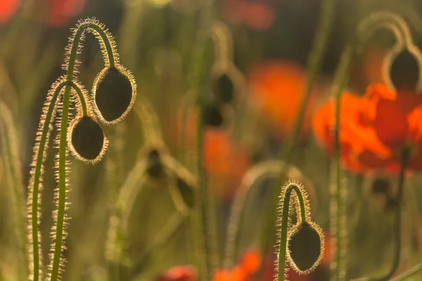 Detail der wilden Mohnknospen — Stockfoto