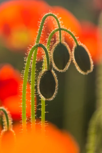 Hinterleuchtete wilde Mohnknospen — Stockfoto