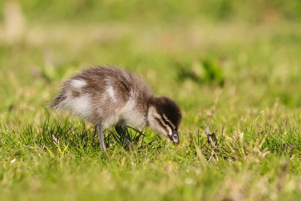 Pequeno patinho na grama — Fotografia de Stock