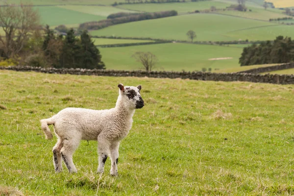 Jumpy lamb in paddock — Stock Photo, Image