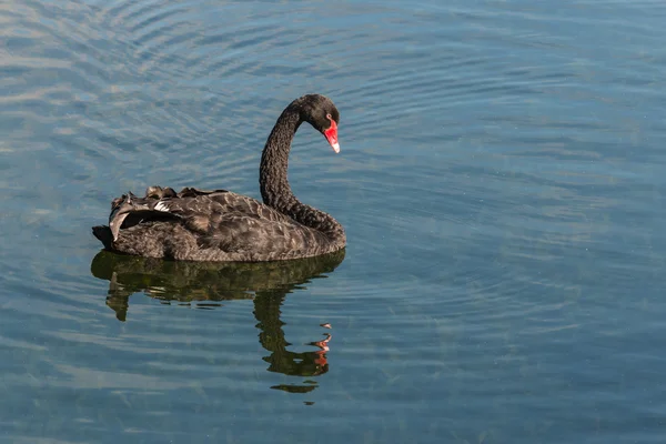 黒鳥の湖に浮かぶ — ストック写真