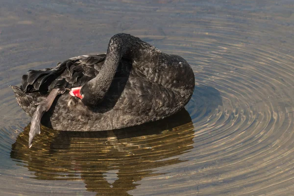 Cigno nero toelettatura sul lago — Foto Stock