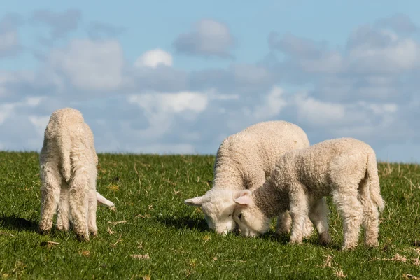 Three little lambs grazing — Stock Photo, Image