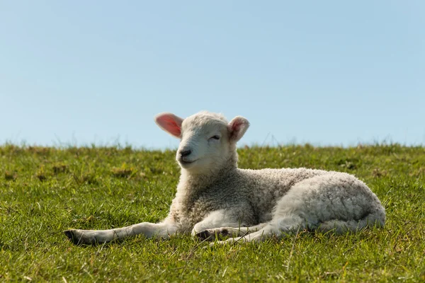 Cordeiro descansando na grama — Fotografia de Stock