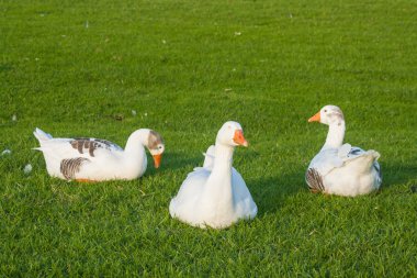 Yerli kazların çim döşeme
