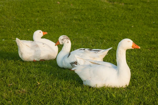 Inhemska gooses om på gräs — Stockfoto