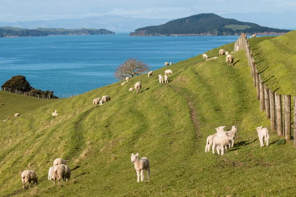 Jehňata s ovčí pastviny v paddocku — Stock fotografie
