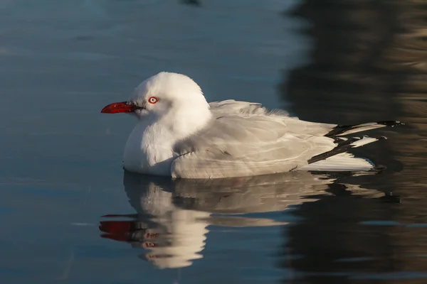 Red-billed gull swimming — Stock Photo, Image