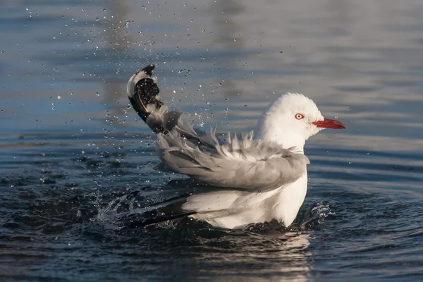 Red-billed gull swimming — Stock Photo, Image