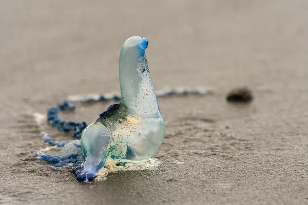 Detail of Portuguese man o'war — Stock Photo, Image