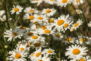 Küme papatya çiçek