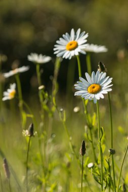 Ortak papatyalar ve ribwort muz