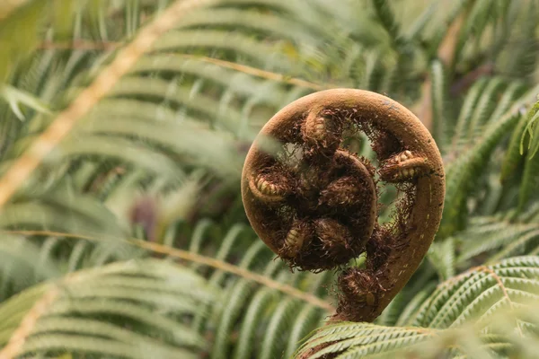 Unfurling koru liść paproci lub palmy — Zdjęcie stockowe
