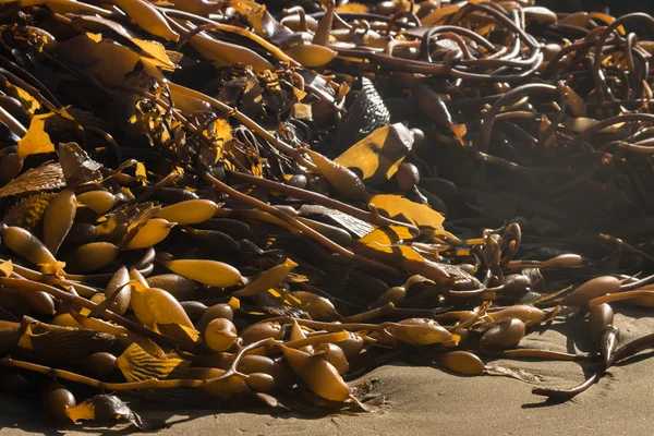 Kelp apodrecendo na praia — Fotografia de Stock