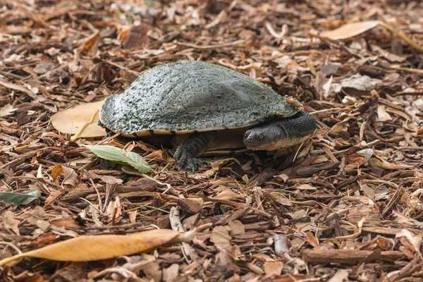 Zoetwater schildpad — Stockfoto