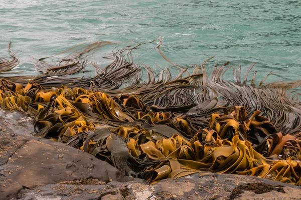 Коричневые водоросли на берегу моря — стоковое фото