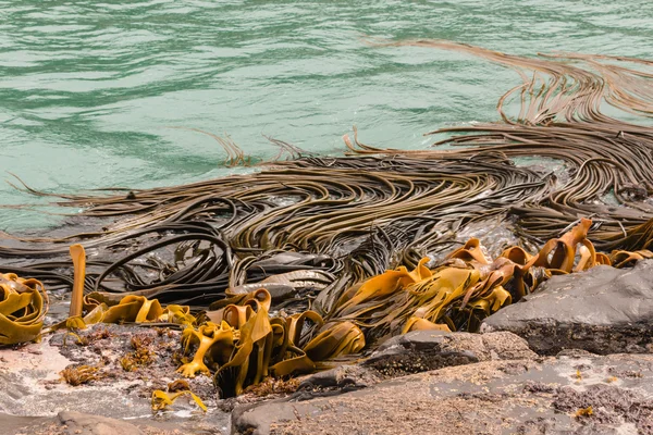 Algas marrons à beira-mar — Fotografia de Stock