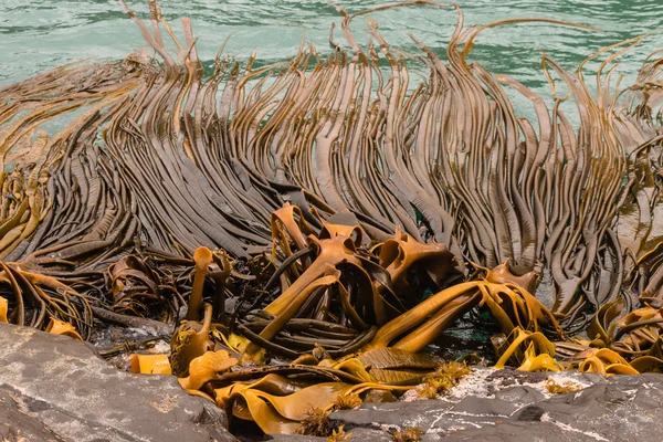Algas marrons à beira-mar — Fotografia de Stock