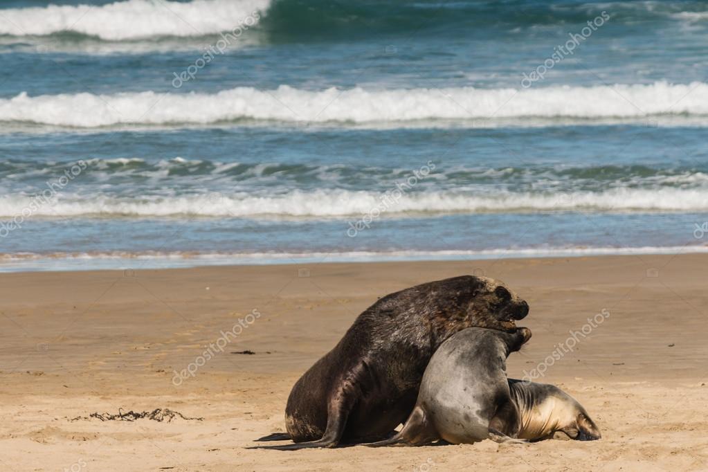 Sea Lions Mating