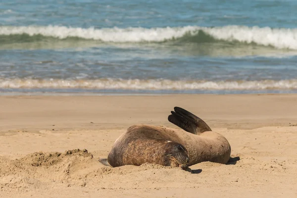 Sleeping sea lion — Stock Photo, Image