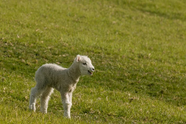 Bleating newborn lamb — Stock Photo, Image