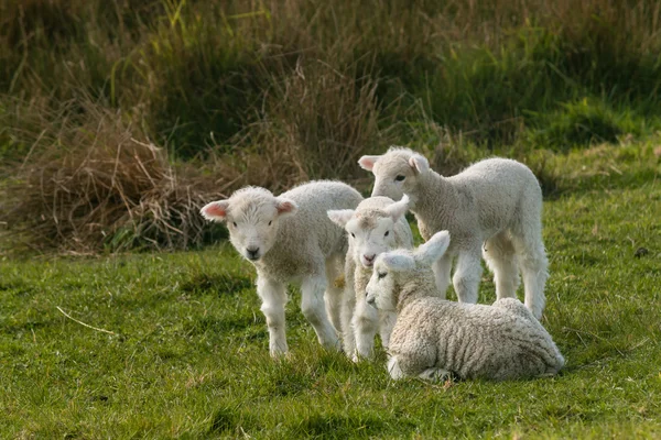 Újszülött bárány gyapjú — Stock Fotó