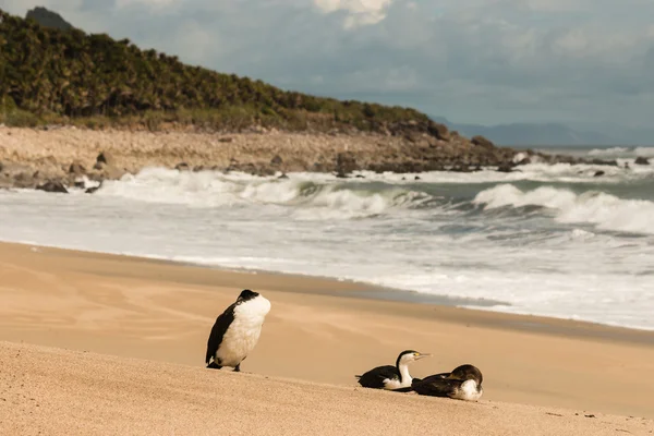 Бакланы отдыхают на песчаном пляже — стоковое фото