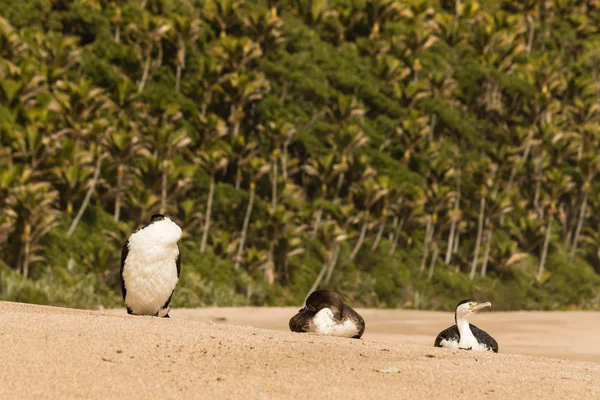 Австралийские сосновые бакланы отдыхают на песчаном пляже — стоковое фото