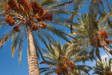 Tarihi palms mavi gökyüzü karşı olgun meyve ile