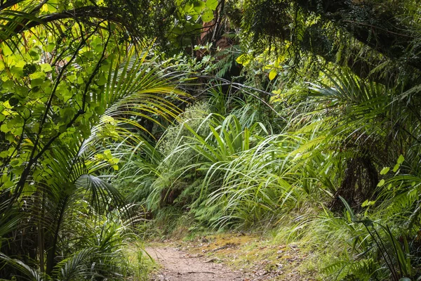 Chemin menant à la forêt tropicale humide en Nouvelle-Zélande — Photo