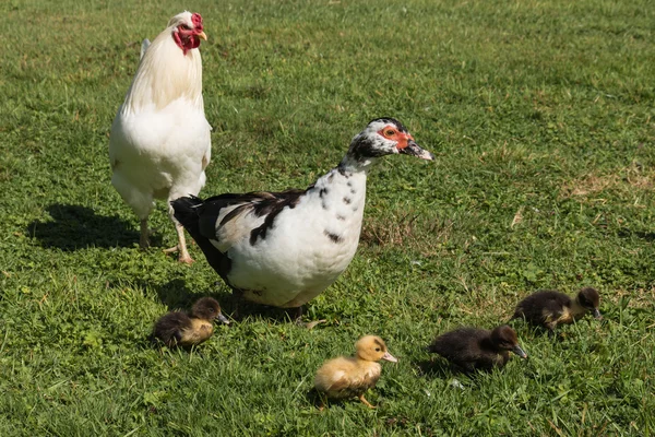 Muscovy duck guarding ducklings — Stock Photo, Image