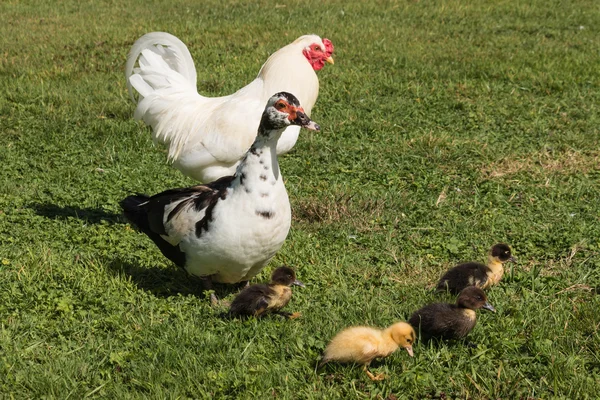 Muscovy duck with ducklings on spring meadow — Stock Photo, Image